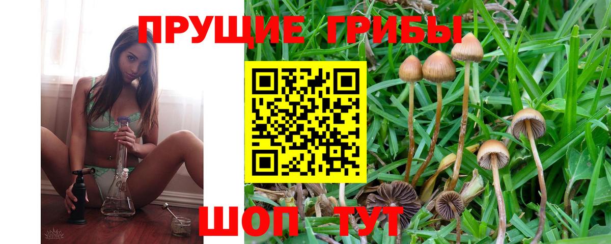 Псилоцибиновые грибы Cubensis Ликино-Дулёво